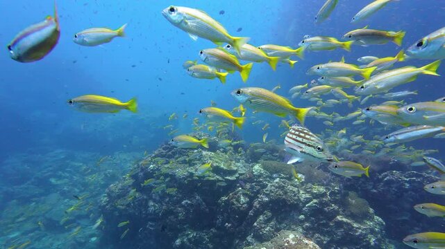 Richelieu Rock, Thailand: Slow motion footage of yellowtail fusiliers and other tropical fish in the  Richelieu Rock dive site in the Andaman sea near Phuket in Phang Nga province in Thailand. 