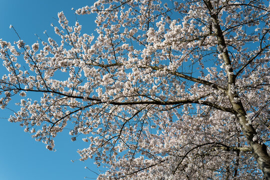 White cherry blossoms blooming against blue sky in spring