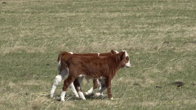 Two small calves stand in a meadow on a summer day