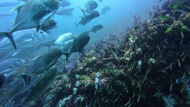 Richelieu Rock, Thailand: Dramatic underwater footage of a group of giant, Bigeye trevally and tuna contrasting with small glass fish during a dive in the Richelieu Rock site in the Andaman sea 