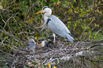Fototapeta premium Herons nest with adult and chicks