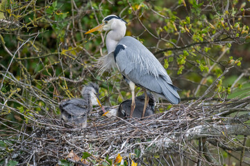 Fototapeta premium Herons nest with adult and chicks