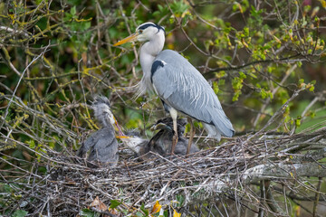 Fototapeta premium Herons nest with adult and chicks