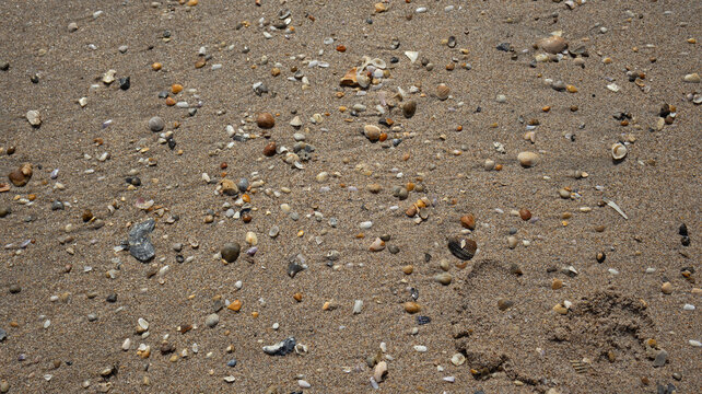 Macro Collection of Playalinda Florida Seashells