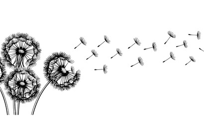 Black and white dandelion flowers with fluffy seed heads and drifting seeds in elegant line art vector isolated on white © MdShakil