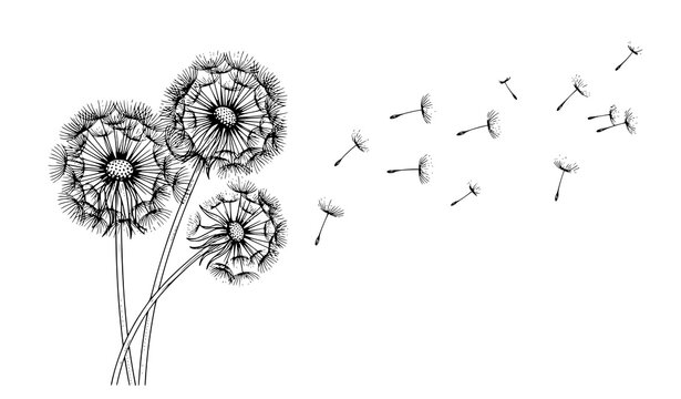 Black and white dandelion vector with fluffy seed heads and floating seeds in delicate line art style isolated on white