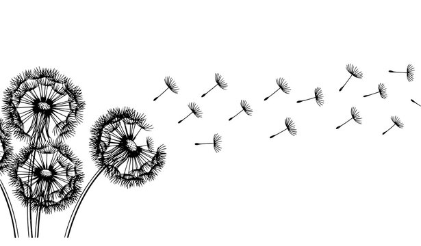 Black and white dandelion flowers with fluffy seed heads and drifting seeds in elegant line art vector isolated on white