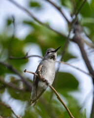 Fototapeta premium Close up of a female hummingbird on a branch