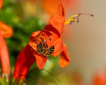 Honey bee on a flower collecting pollin