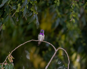 Fototapeta premium Colorful male humming bird sitting on a branch