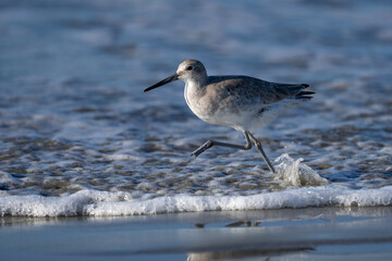 Obraz premium Willet shore bird in a wave of water running