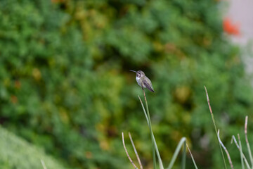 Fototapeta premium Female hummingbird on the end of a reed