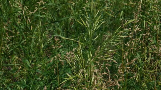 Bromus catharticus Rescue bromus. Closeup green grass, rural background, wild nature. Summer, July. Bromopsis inermis