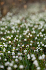 Fototapeta premium white flowering spring snowflake or St. Agnes' flower (Leucojum vernum) is a spring ephemeral