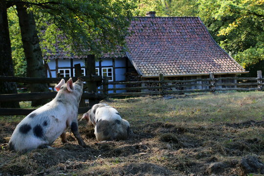 Bunte Bentheimer Landschweine