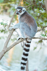 Fototapeta premium ワオキツネザル