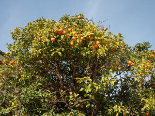 Fototapeta premium Ripe oranges on a citrus tree against a blue sky background