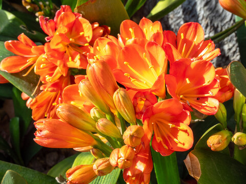 Blooming orange Clivia miniata flowers in garden pots