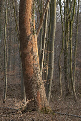 Feeding marks of a black woodpecker (dryocopus martius) at the trunk of a poplar tree, found near Springe in Lower Saxony in Germany