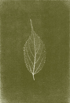 Green cyanotype botanical background with hackberry leaf on textured paper