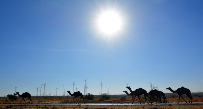 Camels in front eoliennes in Thar desert Rajasthan