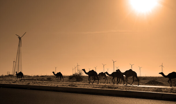 Camels in front eoliennes in Thar desert Rajasthan