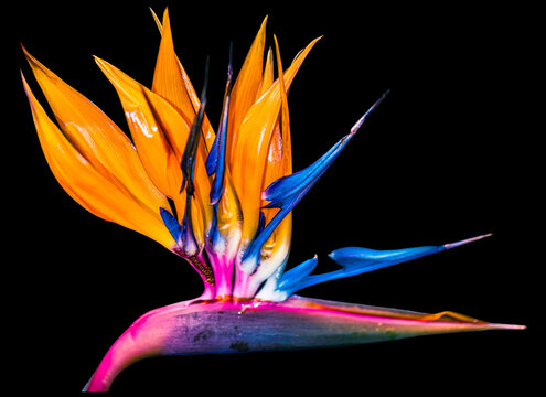 Paradiesvogelblume