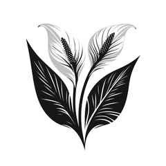 Obraz premium Elegant peace lily with white blooms, minimalist, black-and-white