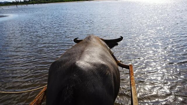  Water buffalo in Yubu Island, Okinawa, Japan - 日本 沖縄 由布島 水牛


