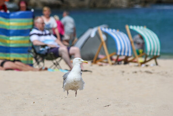 Fototapeta premium Seagull standing on sandy beach with tourists relaxing on deckchairs near the sea. Coastal summer lifestyle scene with baby boomers enjoying vacation in blurred background.