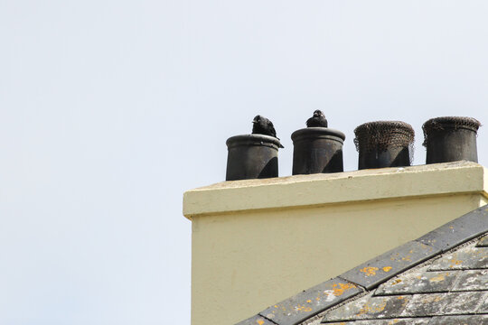 Two jackdaws perched on rooftop chimneys against clear sky with wide copy space. Urban wildlife scene showing corvid birds adapting to city architecture. Minimal composition and calm atmosphere.