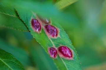 Fototapeta premium Flower Close Ups