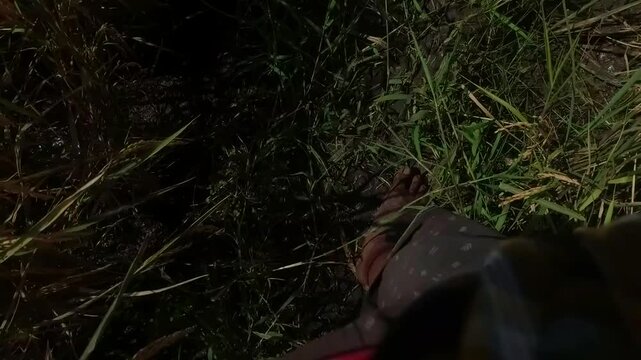 Video shows a farmer walking through a muddy rice field between rice plants