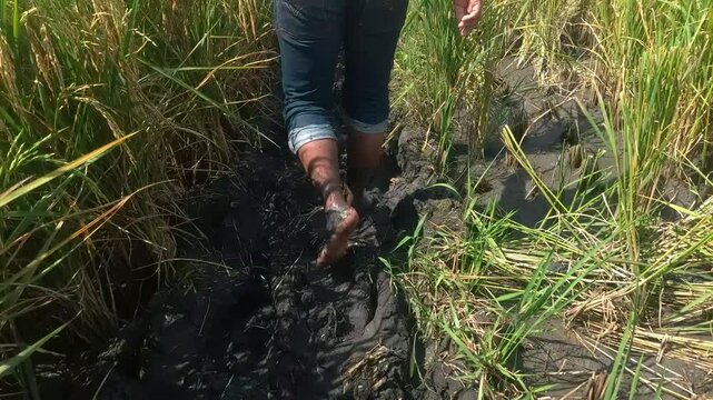 Video shows a farmer walking through a muddy rice field between rice plants