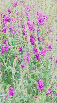  Lythrum. Flowers purple-leaved willow herb. An elongated wildflower that blooms in summer. Slow motio