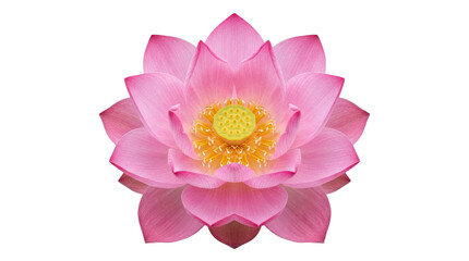 Obraz premium Pink lotus flower isolated on white background