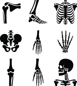 Human skeleton anatomy icons set, Bones, skull, Hand and spine vector silhouette
