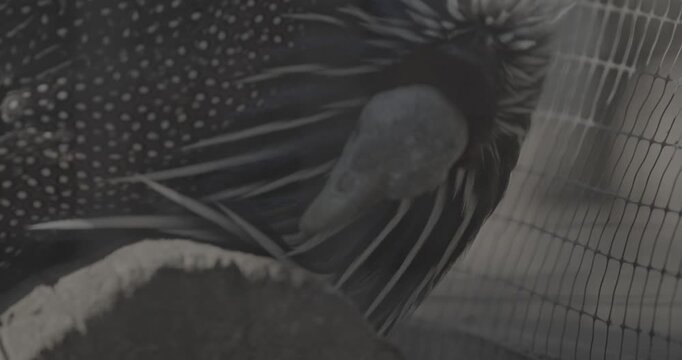 The vulturine guinea fowl - Acryllium vulturinum - is the largest extant species of guinea fowl. Close up of colorful feathers