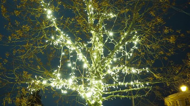bright christmas lights wrapped around tree branches at night