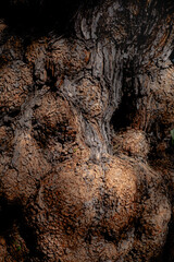 Obraz premium Gnarled tree bark texture with natural knots abstract organic wood background