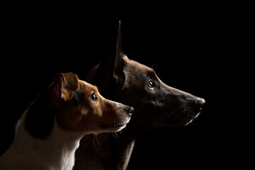 two dogs a malinois belgian shepherd and a danish swedish farmdog head profile portrait in the studio against a black background © Oszkár Dániel Gáti