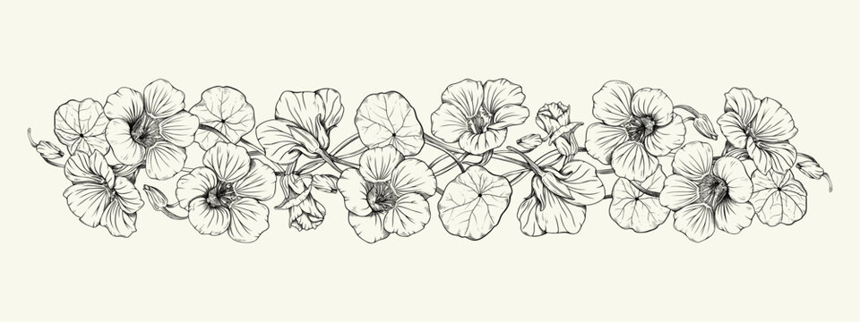Hand drawn vintage botanical horizontal border with nasturtium flowers and leaves. Black and white line art vector illustration isolated on white background. For wedding invitations, packaging.
