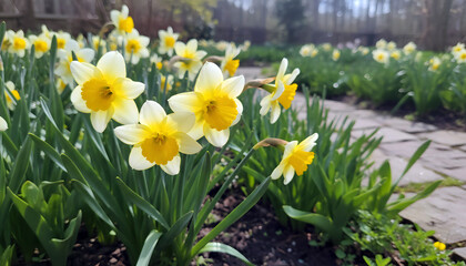 Yellow narcissus flowers blooming in a spring garden. Field of daffodil plants near a stone path. Nature in sunlight, gardening concept, seasonal outdoor botanical background. © Natalia