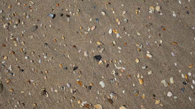 Macro Collection of East Coast Florida Seashells