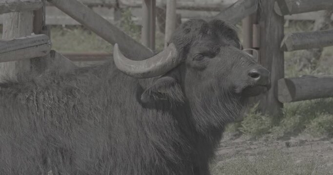 Majestic black buffalo with strong horns against wooden fence