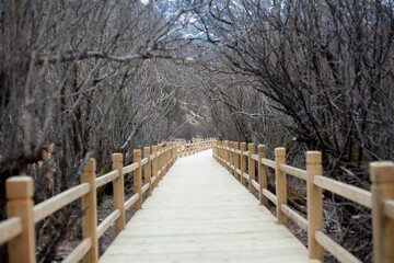 Fototapeta premium Wooden boardwalk path winding through a bare winter thicket in a scenic nature park