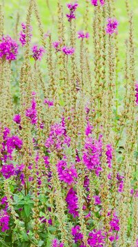  Lythrum. Flowers purple-leaved willow herb. An elongated wildflower that blooms in summer. Slow motio