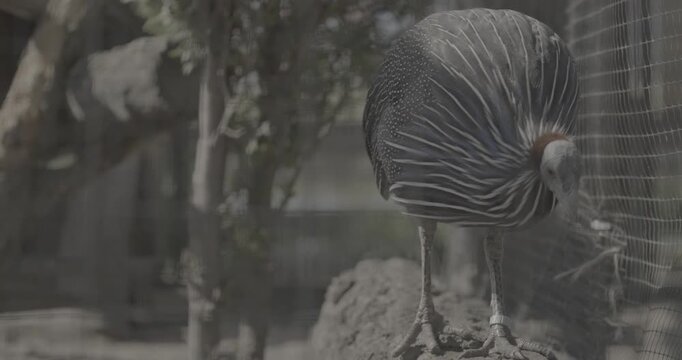 The vulturine guinea fowl - Acryllium vulturinum - is the largest extant species of guinea fowl. colorful feathers