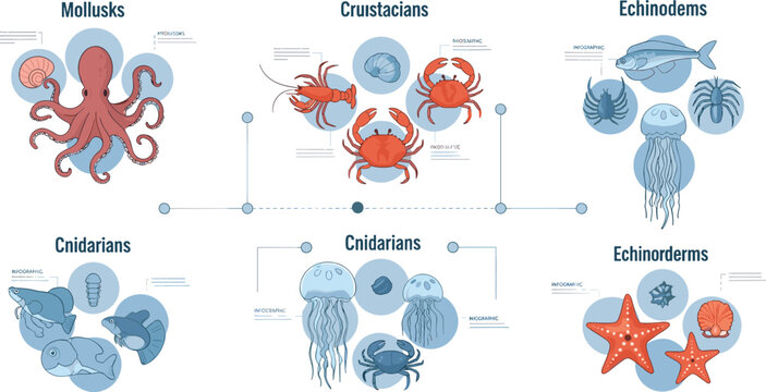 Marine Invertebrates Classification Vector Diagram Featuring Mollusks, Crustaceans, Cnidarians, and Echinoderms with Ocean Animal Examples and Biology Infographic