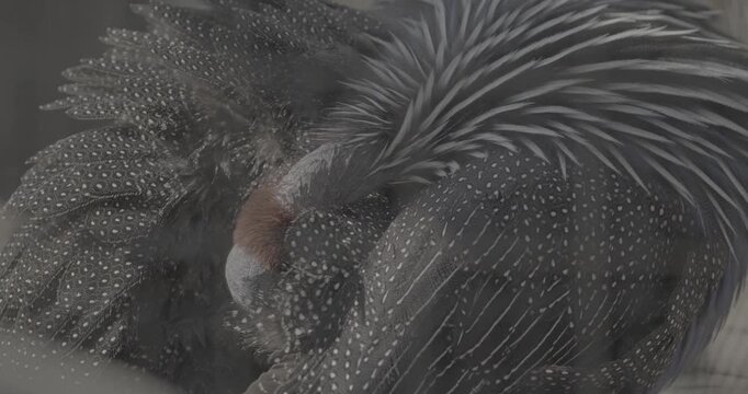 The vulturine guinea fowl - Acryllium vulturinum - is the largest extant species of guinea fowl. Close up of colorful feathers